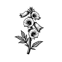 Detailed botanical illustration of a flowering foxglove plant in black and white