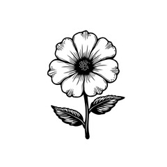 Botanical illustration of a delicate flower with detailed petals and leaves sketch