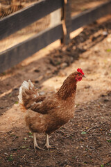 Brown chicken in a pasture