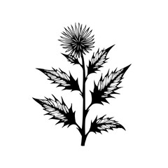 Elegant monochrome botanical illustration of a thistle plant with intricate details