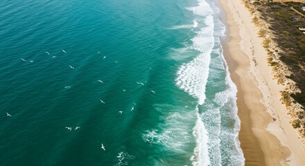 Aerial View of a Sandy Beach and Turquoise Ocean with Birds