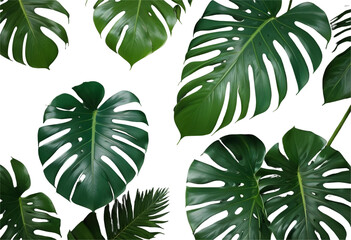 Close-up of vibrant green Monstera leaves with distinct fenestrations, set against a transparent background, creating a striking contrast and emphasizing the plant's intricate details