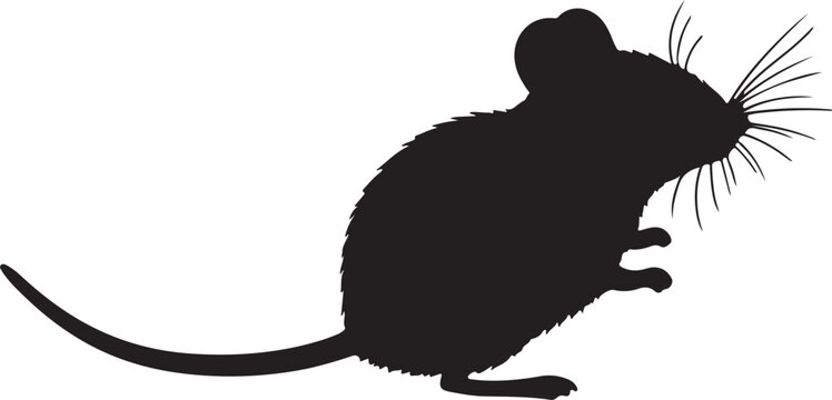 Indian Desert Jird Silhouette