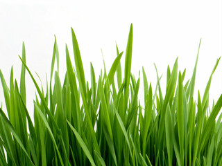 green grass isolated on white background. grass, nature, isolated, plant, spring, lawn, field, summer, white, fresh, growth, grow, environment, meadow, macro, garden, green, closeup, season, leaf, bla