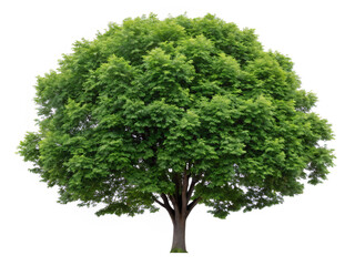 tree isolated on white background. tree, isolated, green, nature, white, plant, leaf, branch, forest, summer, single, environment, oak, natural, life, spring, wood, trunk, foliage, big, growth, leaves