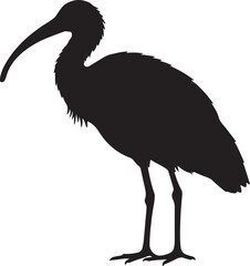 White-Shouldered Ibis Silhouette