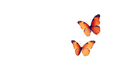 Two orange butterflies on black background png elegant design concept delicate