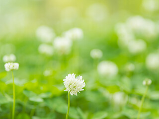 5月の野原 シロツメグサの白い花17