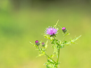 5月の野草　ノアザミの紫の花03