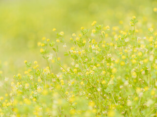 5月の野原 コメツブツメクサの小さな黄色い花11