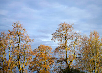 Cluster of bare trees with hints of golden leaves against a backdrop of a light blue sky with scattered clouds