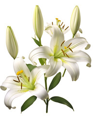 Ethereal beauty: a pristine lily bouquet against the inky canvas of the night