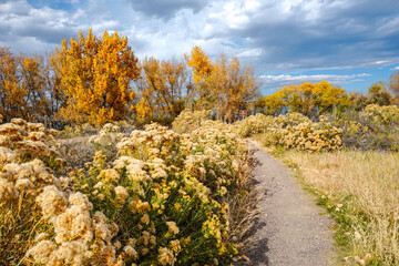 Rubber Rabbitbrush plants and Cottonwood trees line the path to the Bird Observation Platform at Cherry Creek State Park in Colorado during the Fall Season.