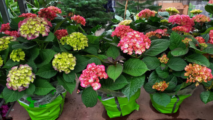 Naklejka premium Colorful hydrangea flowers on display in a plant shop. Blooming potted hydrangeas arranged for sale in a garden center or flower market.