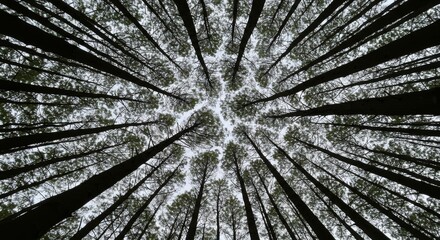 Upward View of Tall Dark Trees in a Forest