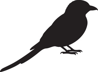 Fork-tailed Drongo Vector Silhouette