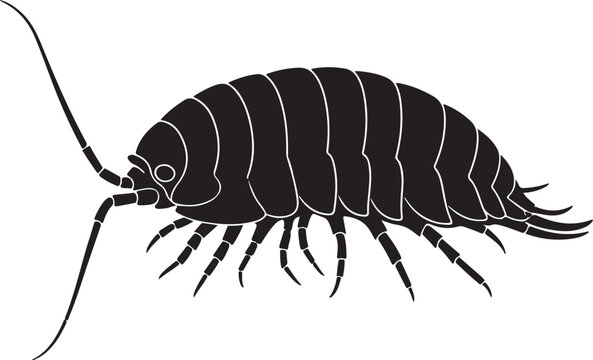 Giant Isopod Vector Silhouette