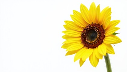 Obraz premium Lone, bright yellow sunflower against white backdrop, bright, flora