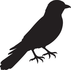 Javan Myna Vector Silhouette