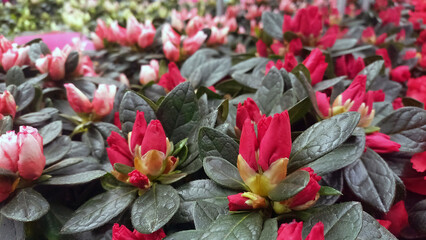 Close-up of blooming pink azalea flowers with dark green leaves. Vibrant floral background of a...
