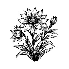 Elegant botanical illustration of flowering plant with intricate line work