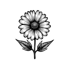 Monochrome Floral Elegance: Detailed Botanical Illustration of a Daisy Flower