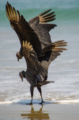 vulture couple
