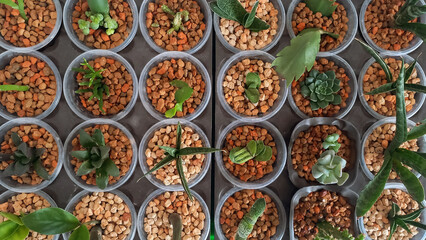 Top view of various small succulent plants in plastic pots with expanded clay substrate. Decorative indoor plants arranged in a grid pattern, ideal for home decor and gardening concepts.