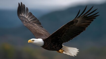Fototapeta premium Bald eagle clutching fish mid-flight, dramatic wildlife moment frozen with distant telephoto perspective, 300mm --ar 16:9 --profile pzjkiwy --v 7 Job ID: d7f2ec55-a52f-428d-a5ea-2d6606e33748