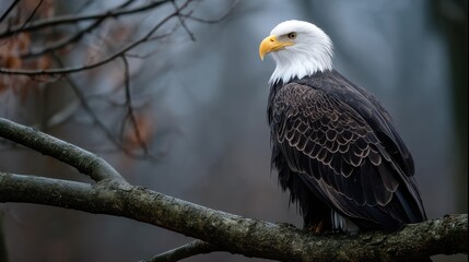 Bald eagle perched on a tree branch, feathers ruffling in the wind, sharp detail and soft background
