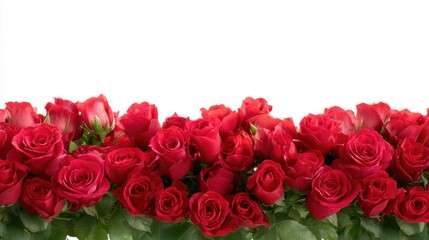 Fototapeta premium Vibrant red roses arranged beautifully, showcasing their lush petals and green foliage in a striking display.