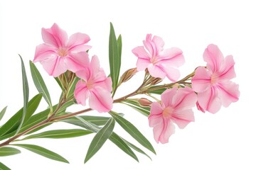 Oleander branch with pink flowers and green leaves isolated on white background