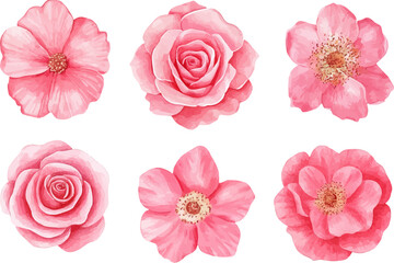 set of roses vector illustration
