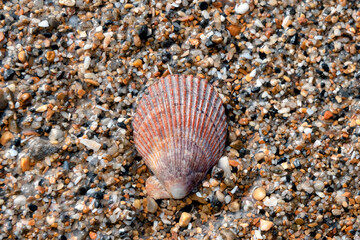 Mimachlamys varia or Variegated Scallop