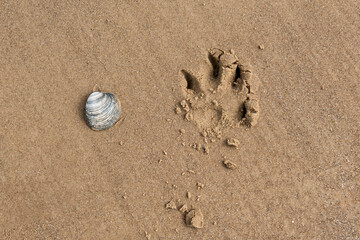 Shell of a clam by dog paw print on dog friendly beach
