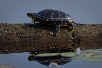 turtle in the water