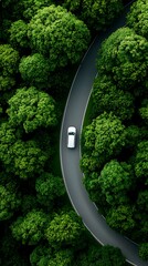 White Car Driving on Winding Road Through Lush Green Forest