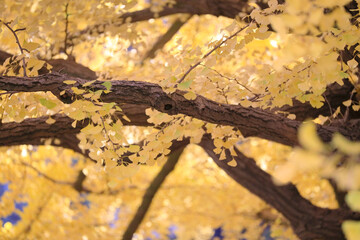 a Prestigious University of Tokyo Campus Japan Dec 7 2024
