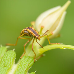 Naklejka premium The onion, the potato, the tobacco or the cotton seedling thrips - Thrips tabaci (order Thysanoptera). It is important pest of many plants.