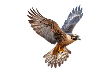 Fototapeta premium Falcon bird isolated on transparent background 