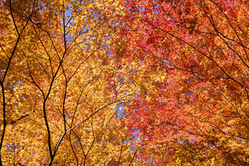 黄色と赤色が並んだ紅葉した木々