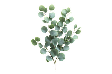 Eucalyptus Branch with Green Leaves isolated on transparent background
