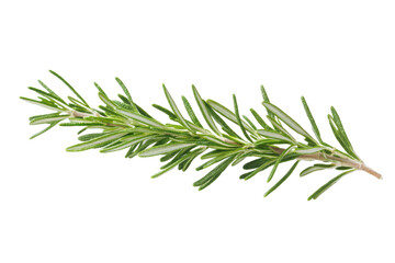 Fototapeta premium Fresh Rosemary Herb High-Quality Botanical Illustration with Sharp Focus and Vibrant Color on transparent background.