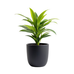 Fototapeta premium Potted plant, vibrant green leaves