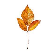 Fototapeta premium Autumn leaf, vibrant orange hue