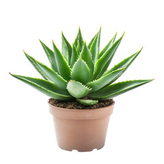 Fototapeta premium Potted succulent plant