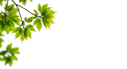 Leaf Branch with Dense Green Foliage on Transparent Background for Design
