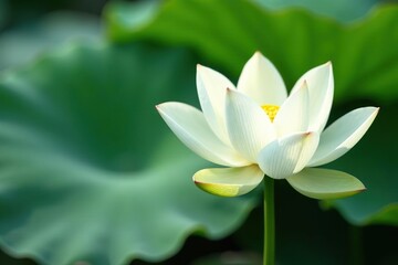 Close-up single white lotus blossom, green pads, pond, yoga