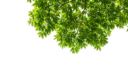 Leaf Branch with Dense Green Foliage on Transparent Background for Design