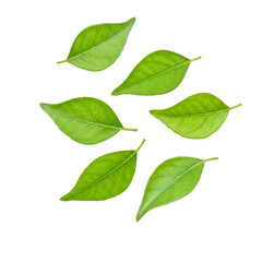 Naklejka premium Fresh Green Curry Leaves isolated on a transparent background 